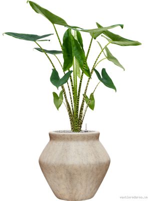 Alocasia zebrina in Mineral - Vaxtinredarna.se
