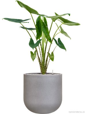 Alocasia zebrina in Rotunda Urban - Vaxtinredarna.se