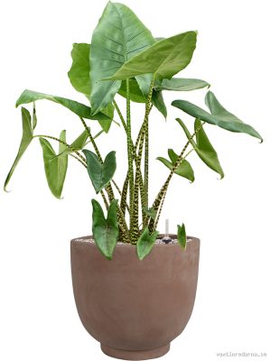 Alocasia zebrina in Terra Cotta Kevin - Vaxtinredarna.se