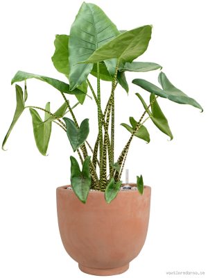 Alocasia zebrina in Terra Cotta Kevin - Vaxtinredarna.se