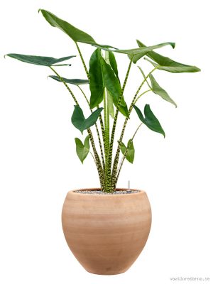 Alocasia zebrina in Terra Moderna - Vaxtinredarna.se