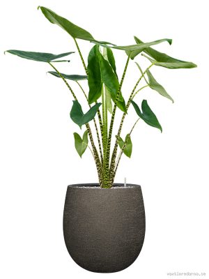 Alocasia zebrina in Terreno