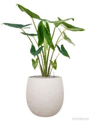 Alocasia zebrina in Terreno - Vaxtinredarna.se