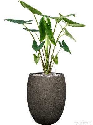 Alocasia zebrina in Terreno - Vaxtinredarna.se