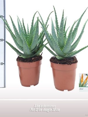 Aloe arborescens - Vaxtinredarna.se