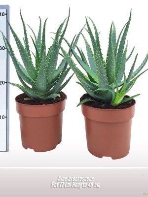 Aloe arborescens - Vaxtinredarna.se