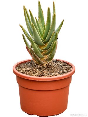Aloe dichotoma - Vaxtinredarna.se