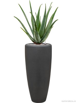 Aloe vera barbadensis in Baq Polystone Plain - Vaxtinredarna.se