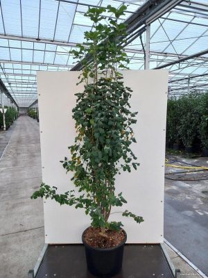 Amelanchier alnifolia 'Obelisk' - Vaxtinredarna.se