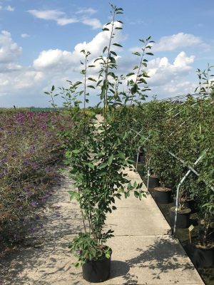 Amelanchier arborea 'Robin Hill' - Vaxtinredarna.se