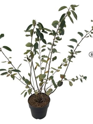 Amelanchier lamarckii - Vaxtinredarna.se
