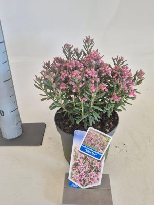 Andromeda polifolia 'Blue Ice' - Vaxtinredarna.se
