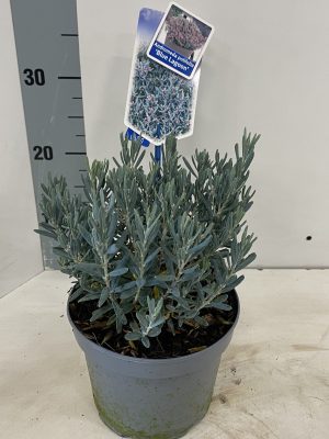 Andromeda polifolia 'Blue Lagoon' - Vaxtinredarna.se