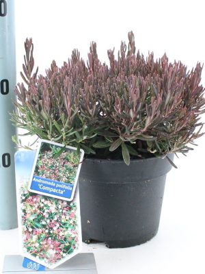 Andromeda polifolia 'Compacta' - Vaxtinredarna.se