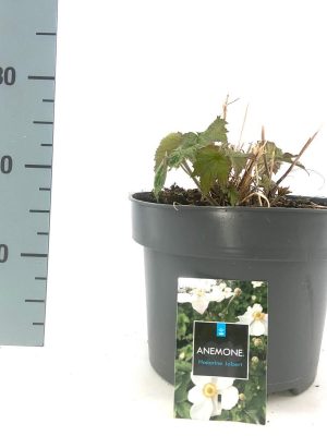 Anemone 'Honorine Jobert' - Vaxtinredarna.se