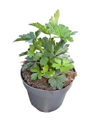 Anemone sylvestris - Vaxtinredarna.se
