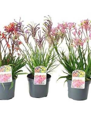 Anigozanthos 'Bush Pearl' - Vaxtinredarna.se