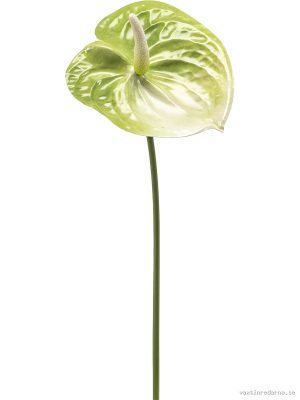 Anthurium