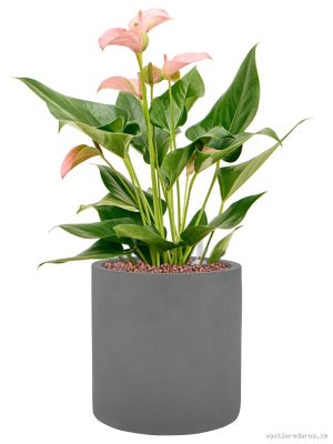 Anthurium andraeanum 'Joli' in Natural - Vaxtinredarna.se