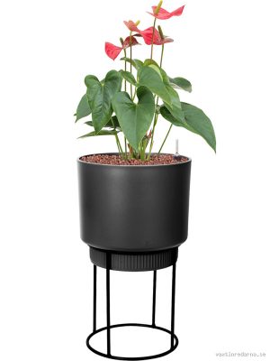 Anthurium andraeanum 'Sierra' in B. For Studio - Vaxtinredarna.se