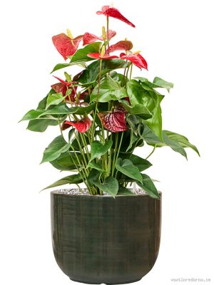 Anthurium andraeanum 'Sierra' in Plain Striped - Vaxtinredarna.se