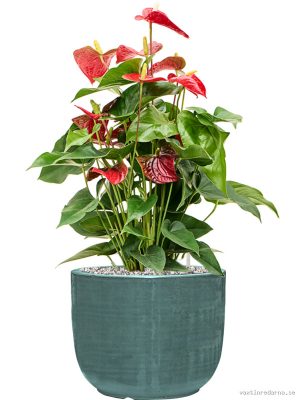 Anthurium andraeanum 'Sierra' in Plain Striped - Vaxtinredarna.se