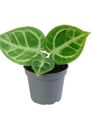 Anthurium 'Dorayaki' - Vaxtinredarna.se