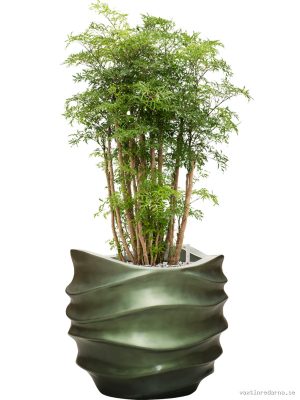 Aralia (Polyscias) 'Ming' in Baq Gradient Lee - Vaxtinredarna.se