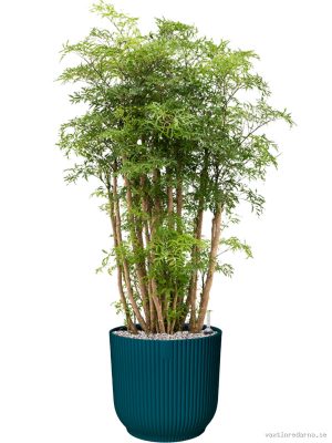 Aralia (Polyscias) 'Ming' in Vibes Fold - Vaxtinredarna.se