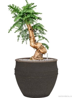 Araucaria cunninghamii in Mediterranean - Vaxtinredarna.se