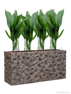 Aspidistra elatior in Baq Luxe Lite Universe Moon - Vaxtinredarna.se