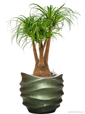 Beaucarnea recurvata in Baq Gradient Lee - Vaxtinredarna.se