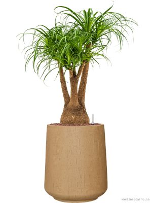 Beaucarnea recurvata in Baq Raindrop - Vaxtinredarna.se