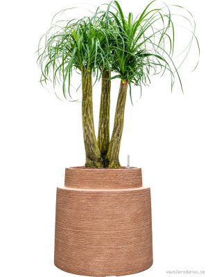 Beaucarnea recurvata in Colorado - Vaxtinredarna.se