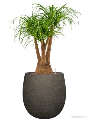 Beaucarnea recurvata in Terreno
