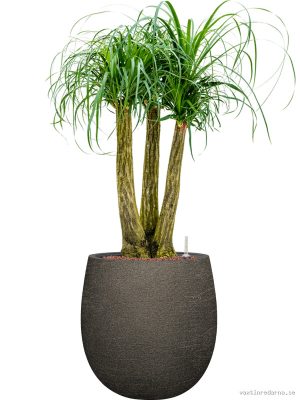 Beaucarnea recurvata in Terreno