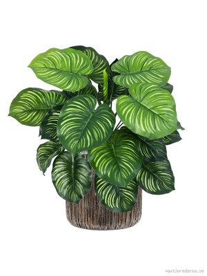 Calathea in Baq Luxe Lite Universe Waterfall - Vaxtinredarna.se