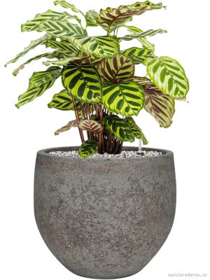 Calathea makoyana in Cement & Stone - Vaxtinredarna.se