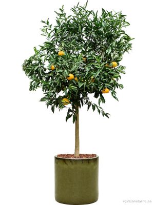 Citrus reticulata 'Mandarino' in Cylinder