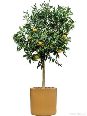 Citrus reticulata 'Mandarino' in Cylinder