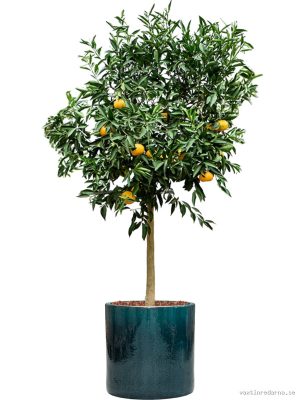 Citrus reticulata 'Mandarino' in Cylinder - Vaxtinredarna.se