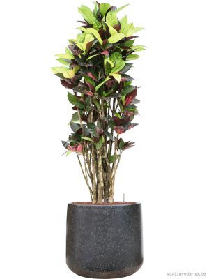 Croton (Codiaeum) variegatum 'Mrs. Iceton' in Baq Terrazzo