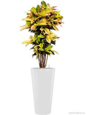 Croton (Codiaeum) variegatum 'Mrs. Iceton' in Runner - Vaxtinredarna.se