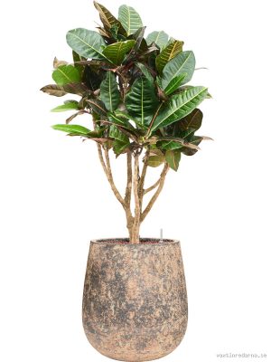 Croton (Codiaeum) variegatum 'Petra' in Baq Atlas - Vaxtinredarna.se