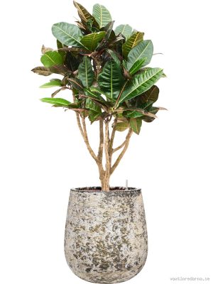 Croton (Codiaeum) variegatum 'Petra' in Baq Atlas - Vaxtinredarna.se