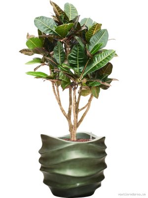 Croton (Codiaeum) variegatum 'Petra' in Baq Gradient Lee - Vaxtinredarna.se