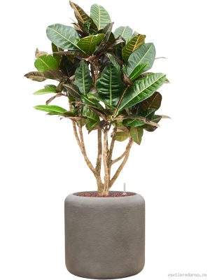 Croton (Codiaeum) variegatum 'Petra' in Baq Nucast