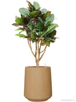 Croton (Codiaeum) variegatum 'Petra' in Baq Raindrop - Vaxtinredarna.se