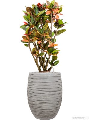 Croton (Codiaeum) variegatum 'Petra' in Baq Tornado - Vaxtinredarna.se