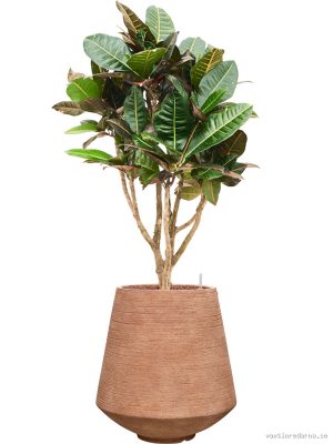 Croton (Codiaeum) variegatum 'Petra' in Colorado - Vaxtinredarna.se